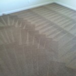 Bellevue-Carpet-Cleaning-Wall-To-Wall