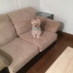 Bellevue-Sofa-Pet-Stain-Cleaning