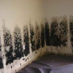 Mold-Removal-Bellevue